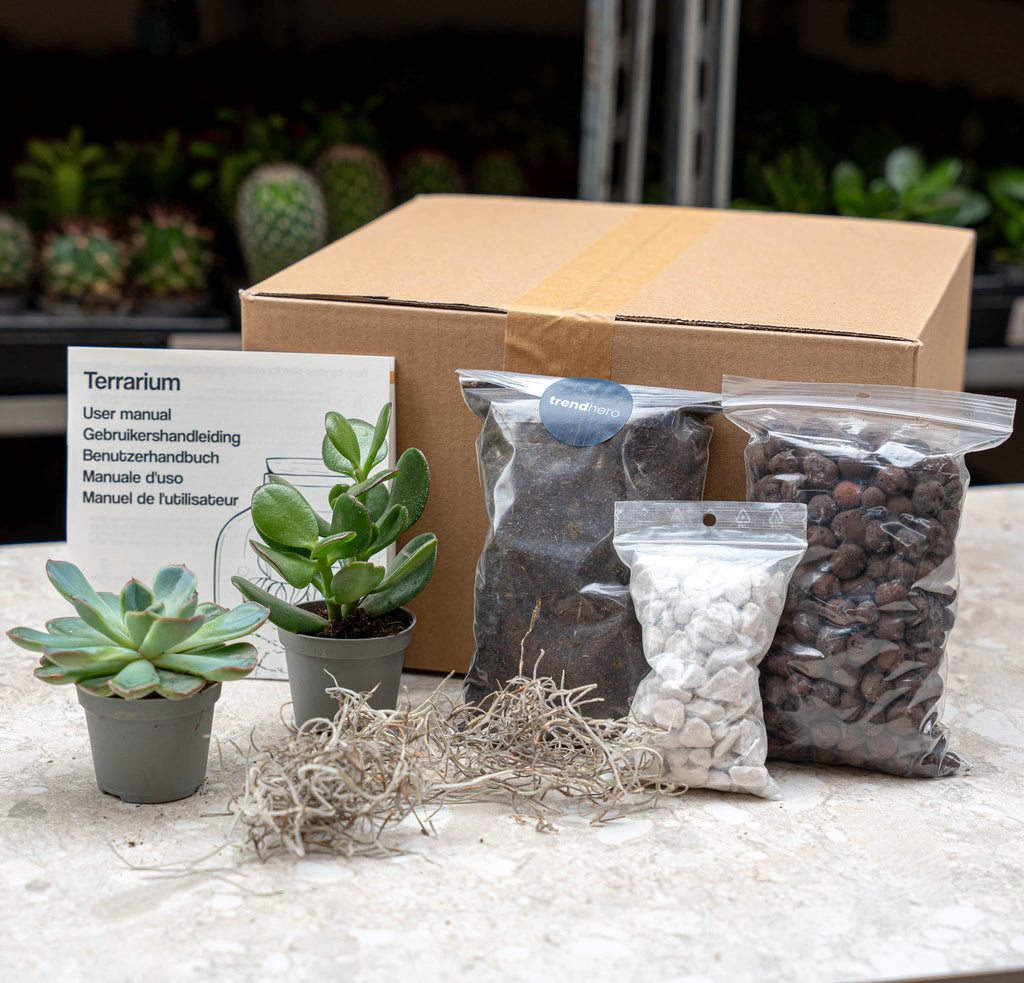 Succulents S/M - Plant Terrarium Refill & Starter Kit - 2 Succulents - Diy