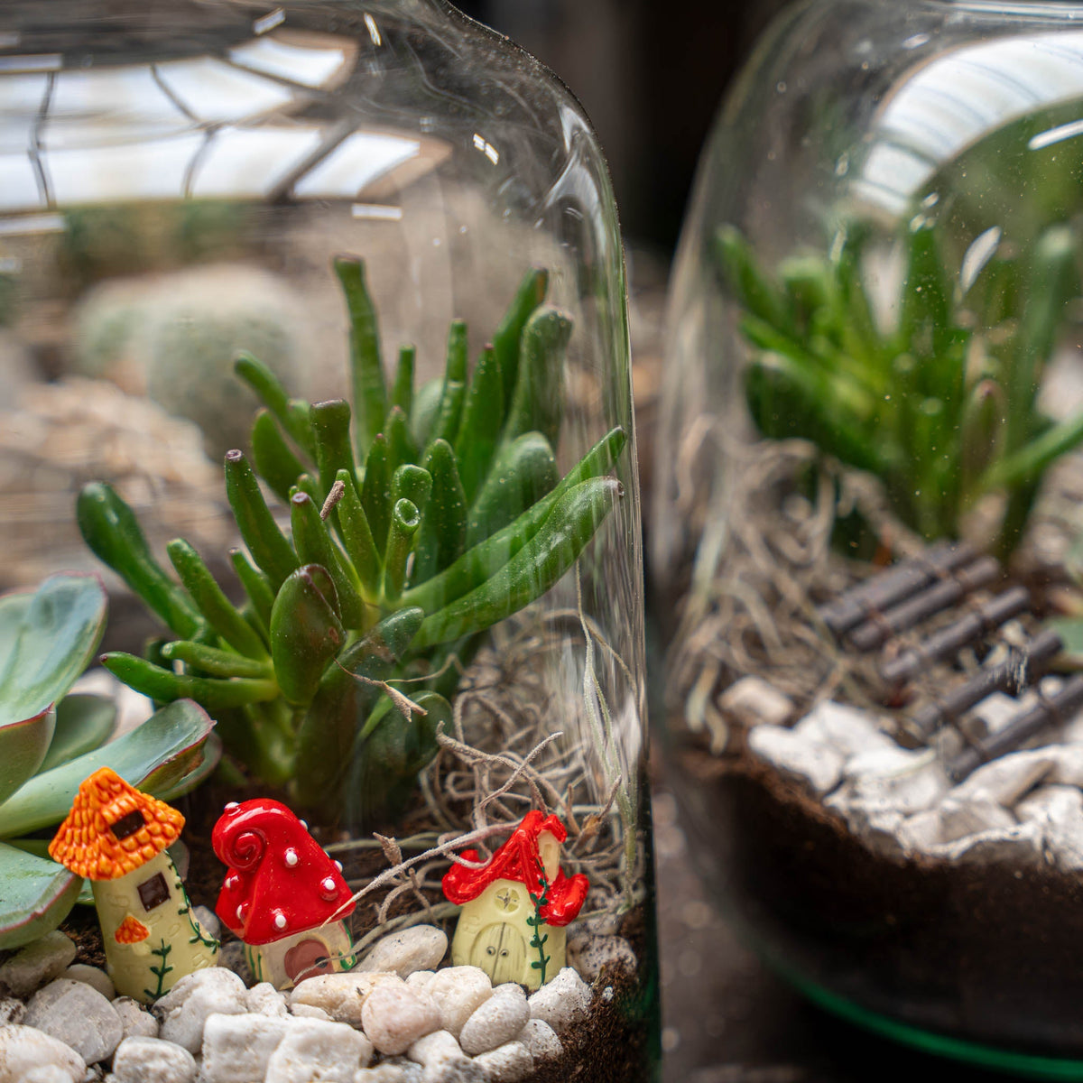 Little Milky Succulent - Open Terrarium - Bottle Garden Diy Kit - Ø 17 Cm ↑ 25 Cm