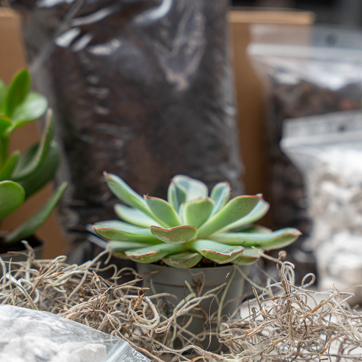 Succulents L/Xl - Plant Terrarium Refill & Starter Kit - 3 Succulents - Diy