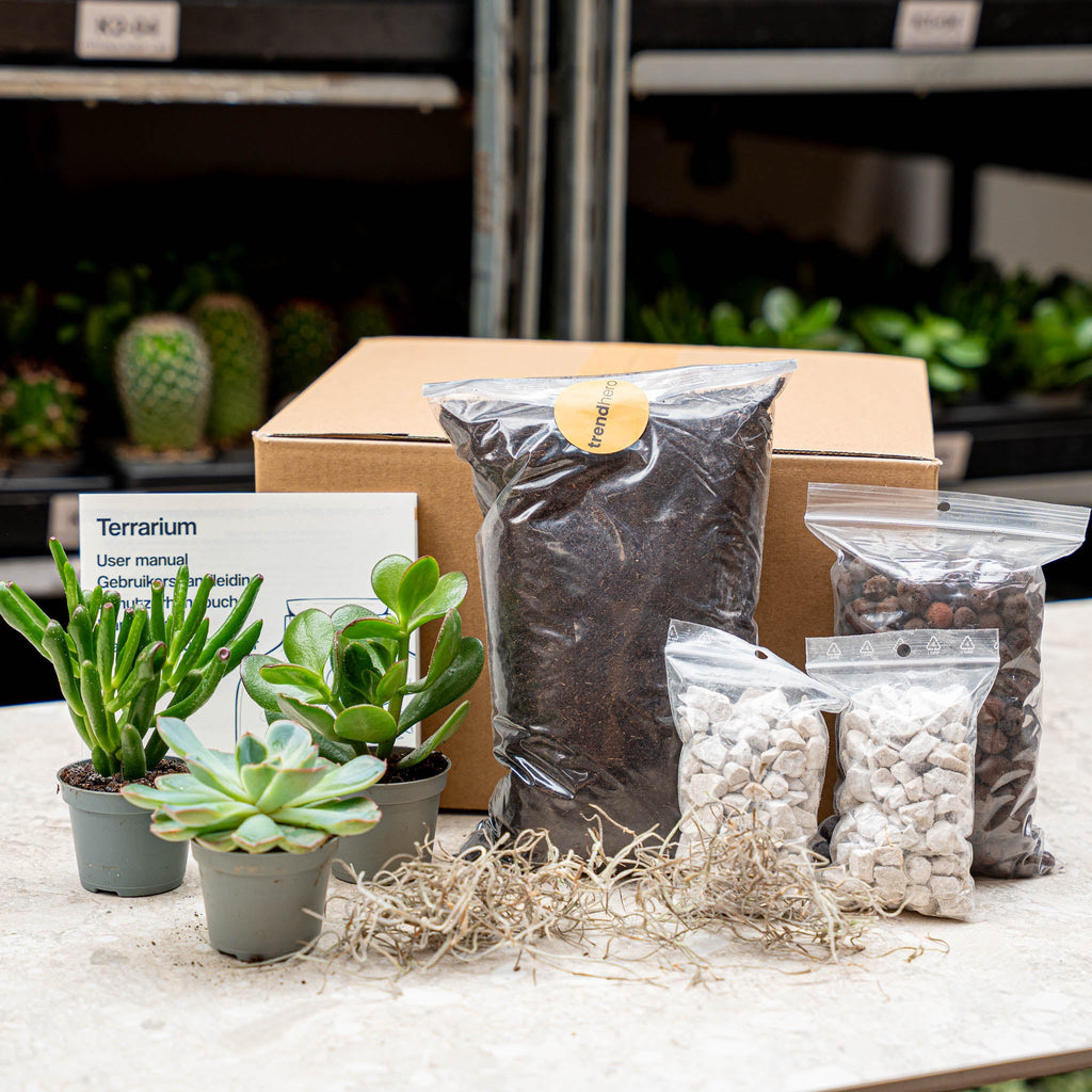 Succulents L/Xl - Plant Terrarium Refill & Starter Kit - 3 Succulents - Diy