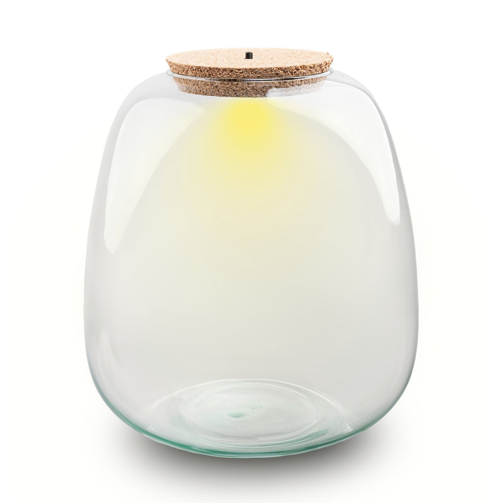Kit terrarium Café tropical taille L — Small Eden