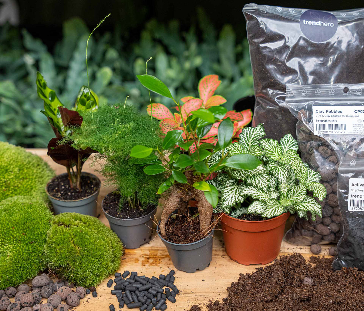 5 Terrarium Plants - Plant Terrarium Refill & Starter Kit - 5 Terrarium Plants - Diy