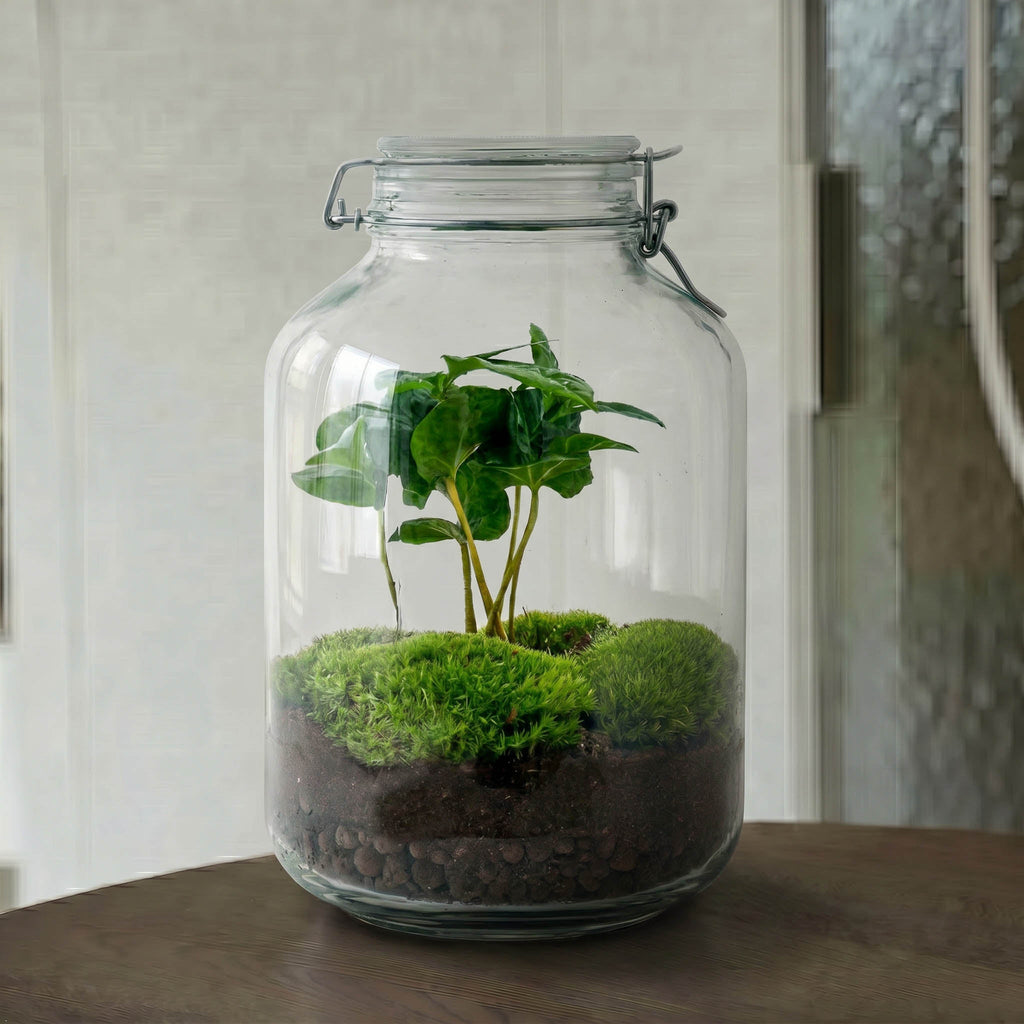 Jar Coffea Arabica - Terrarium - Bottle Garden Diy Kit - Ø 18 Cm ↑ 28 Cm
