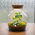 Little Joe - Terrarium With Light - Bottle Garden Diy Kit - Ø 20 Cm ↑ 22 Cm