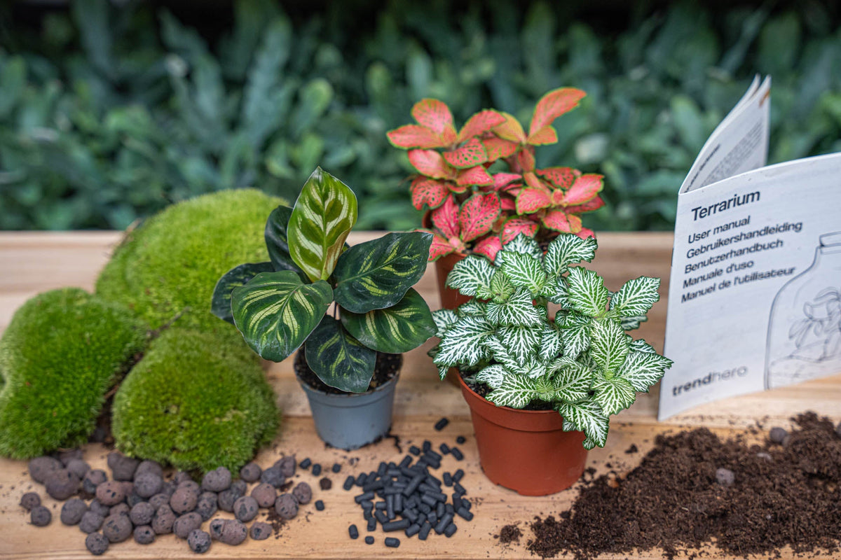 Calathea Makoyana - Plant Terrarium Refill & Starter Kit - 3 Terrarium Plants - Diy