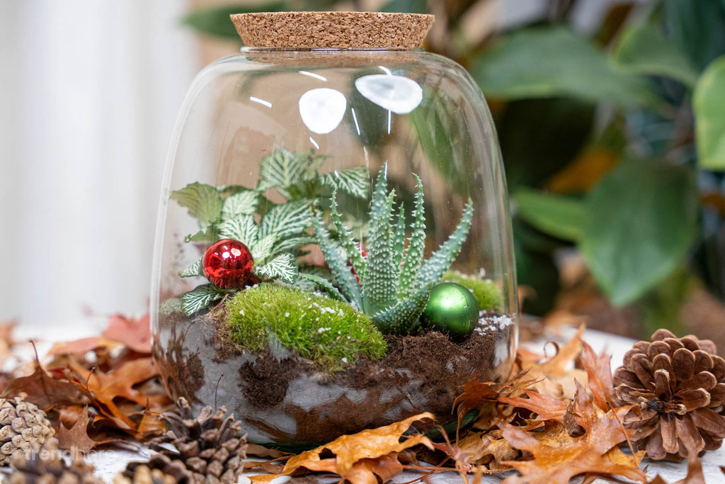 Pine Cones 10 Pcs - Size 4 - 6 Cm (Small)