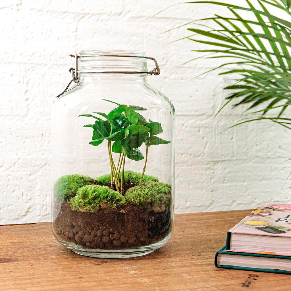 Jar Coffea Arabica - Terrarium - Bottle Garden Diy Kit - Ø 18 Cm ↑ 28 Cm